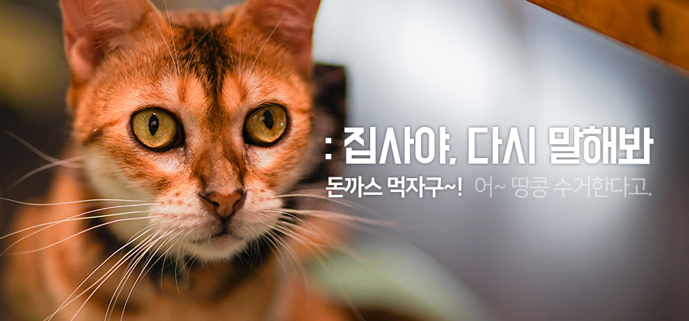 마이펫플러스반려동물소셜커머스 - 고양이 중성화 수술