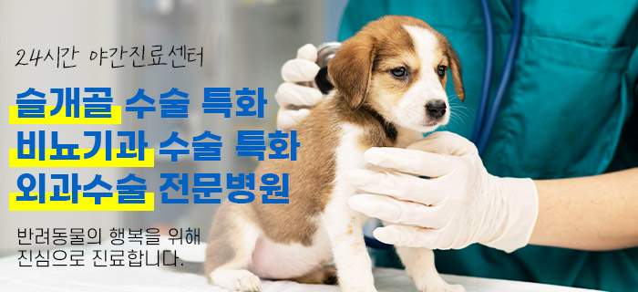 마이펫플러스반려동물소셜커머스 - 강아지·고양이 탈장 수술